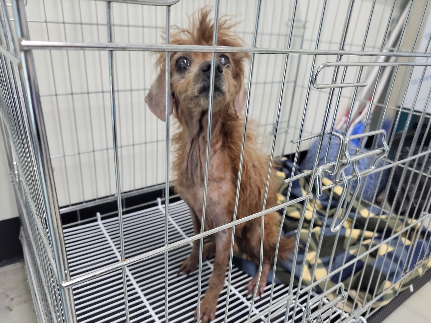 고양시동물보호센터_441394202500730